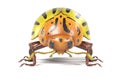 Potato beetle