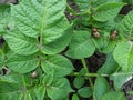 Potato beetles on the leaves of the plant, top view