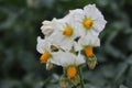 The potato bloom photo. Yellow stamen. White petals. Beautiful Nature. Royalty Free Stock Photo