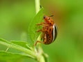 Potato Bug Eating A Leaf 2 Royalty Free Stock Photo