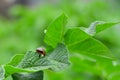 Potato bug eating from a potato leaf Royalty Free Stock Photo