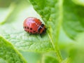 A potato bug larva creeps on a leaf of plant. Close-up. Bright illustration on the topic of protecting potatoes from the Colorado