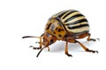 Potato bug (leptinotarsa decemlineata) Royalty Free Stock Photo