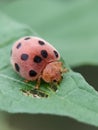 Potato bug eating leaf photographed with blurry background Royalty Free Stock Photo