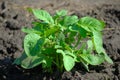 Potato bush