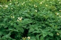 Potato bush blooming with white flowers