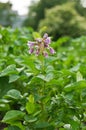Potato bush Royalty Free Stock Photo