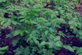 Potato bush is growing in rustic garden. Organic green bush in farming and harvesting. Growing vegetables at home. Royalty Free Stock Photo