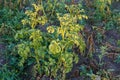 Potato bush starting to dry up on a field