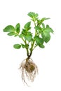 Potato bush with tuber and roots isolated on white