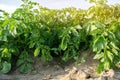 Potato bushes grow in the field. Vegetable rows. Agricultural grounds. Crops Fresh Agriculture Farming Farm. Potatoes Royalty Free Stock Photo