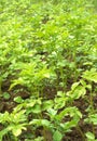 Potato bushes grows in garden close up