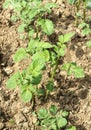 Potato bushes grows in garden closeup