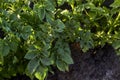 Potato bushes on a vegetable bed close up. Royalty Free Stock Photo
