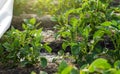 Potato bushes and water flow. Growing food on a farm plantation. Farming furrow irrigation system. Agriculture industry. Agronomy