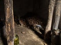 Potato cellar lit by sun Royalty Free Stock Photo