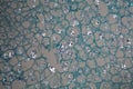 Potato cells with starch corns under the microscope Royalty Free Stock Photo