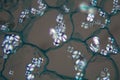 Potato cells with starch corns under the microscope Royalty Free Stock Photo