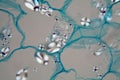 Potato cells with starch corns under the microscope Royalty Free Stock Photo