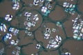 Potato cells with starch corns under the microscope Royalty Free Stock Photo