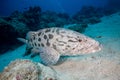 A Potato Cod on the reef Royalty Free Stock Photo