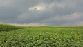 Potato and corn fields under dark clouds in the Flemish countryside