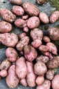 Potato crop freshly picked orgnic potatoes from home grown vegetable patch Royalty Free Stock Photo