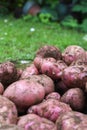 Potato crop freshly picked orgnic potatoes from home grown vegetable patch Royalty Free Stock Photo