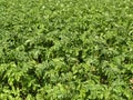 Potato, cultivation in a garden