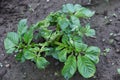 Potato cultivation.