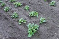 Potato cultivation.