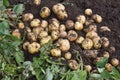 Potato cultivation.