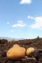 Potato farm in the field