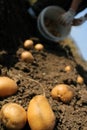 Potato farm in the field Royalty Free Stock Photo