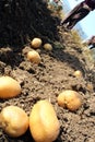 Potato farm in the field