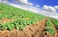 Potato farm field with sky and clouds