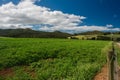 Potato farm, strong summer crop, Tasmania, Australia