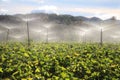 Potato farm using sprinkler irrigation in summer Royalty Free Stock Photo