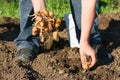 Potato farmer Royalty Free Stock Photo