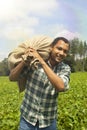 Potato farmer at potato plantation Royalty Free Stock Photo