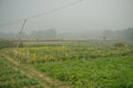 Potato farming, starchy root vegetable consumed as a staple food in India.