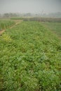 Potato farming, starchy root vegetable consumed as a staple food in India.