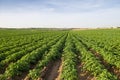 Potato field Royalty Free Stock Photo