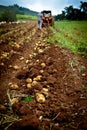 Potato field Royalty Free Stock Photo