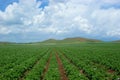 Potato-field