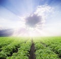 Potato field