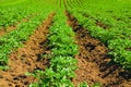 Potato field