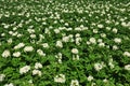 Potato field Royalty Free Stock Photo