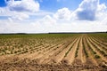 Potato field Royalty Free Stock Photo