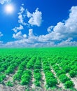 Potato field Royalty Free Stock Photo